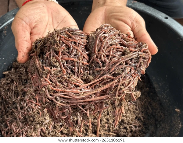 Compost for home garden